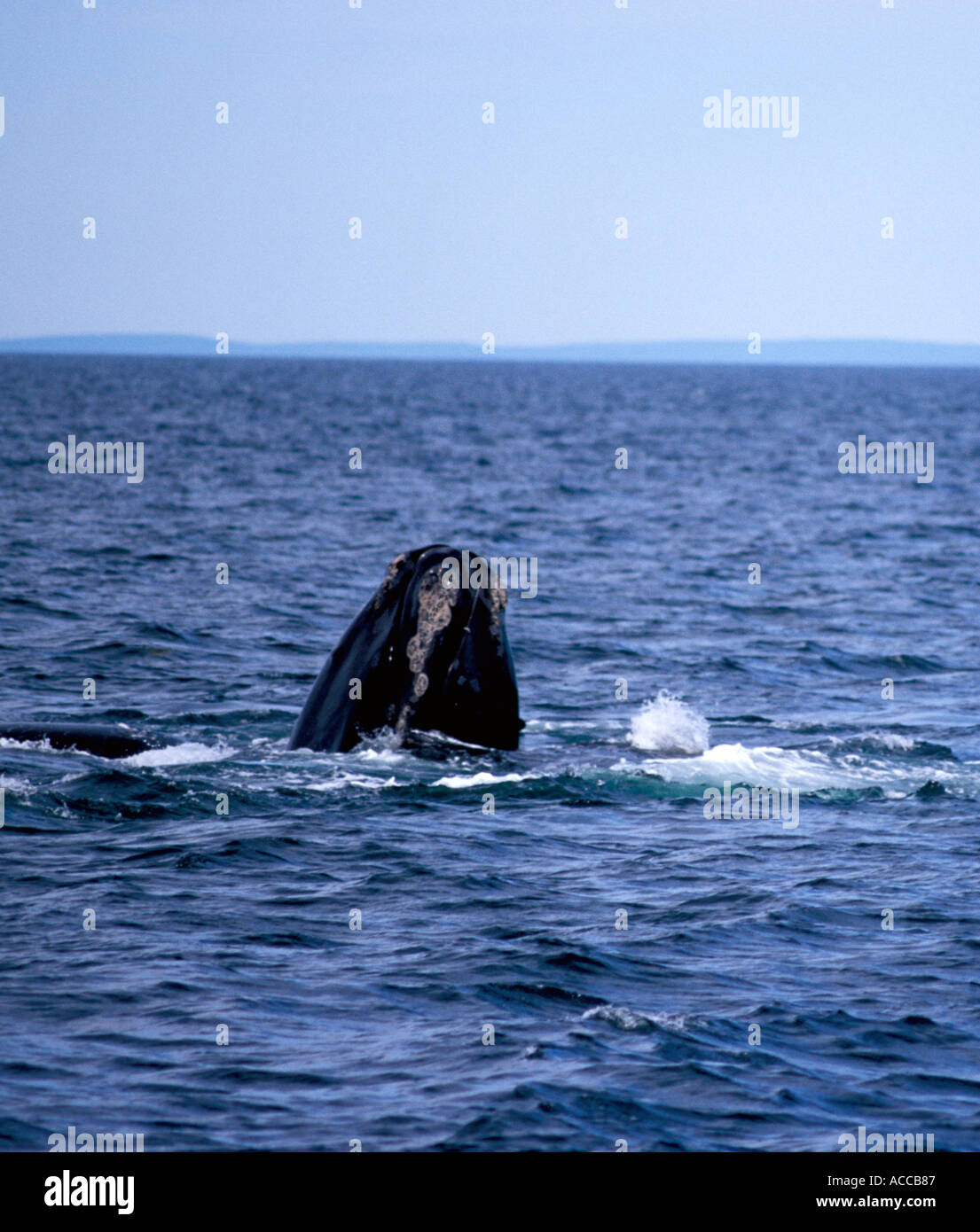 North Atlantic Right Whale diving in the Bay of Fundy between Nova Scotia and New Brunswick Canada Tail and falling water Stock Photo