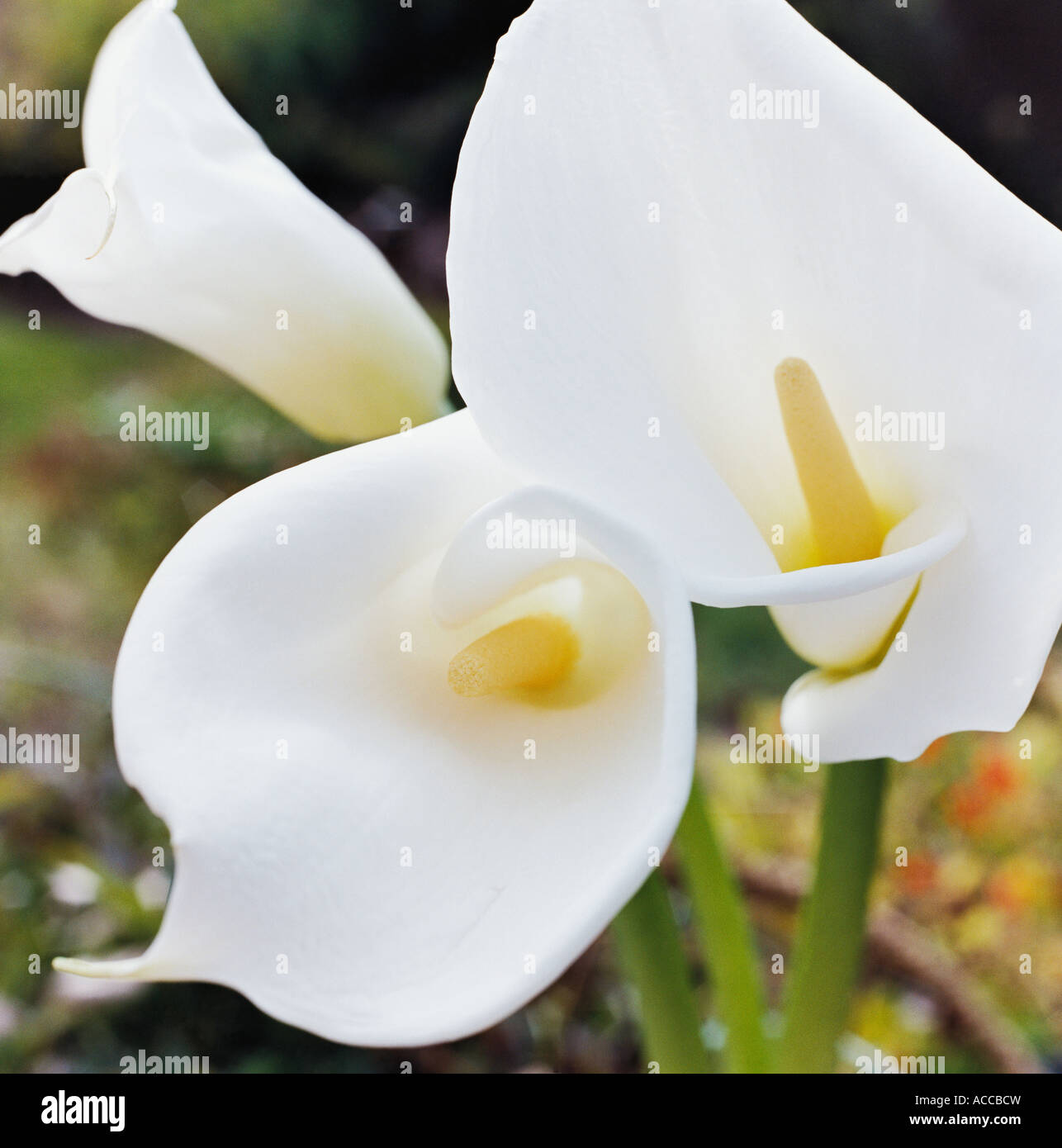 Witte Calla White calla close-up Stock Photo - Alamy