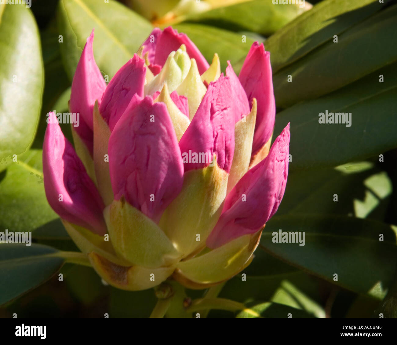 Rhododendron buds ready to bloom Stock Photo