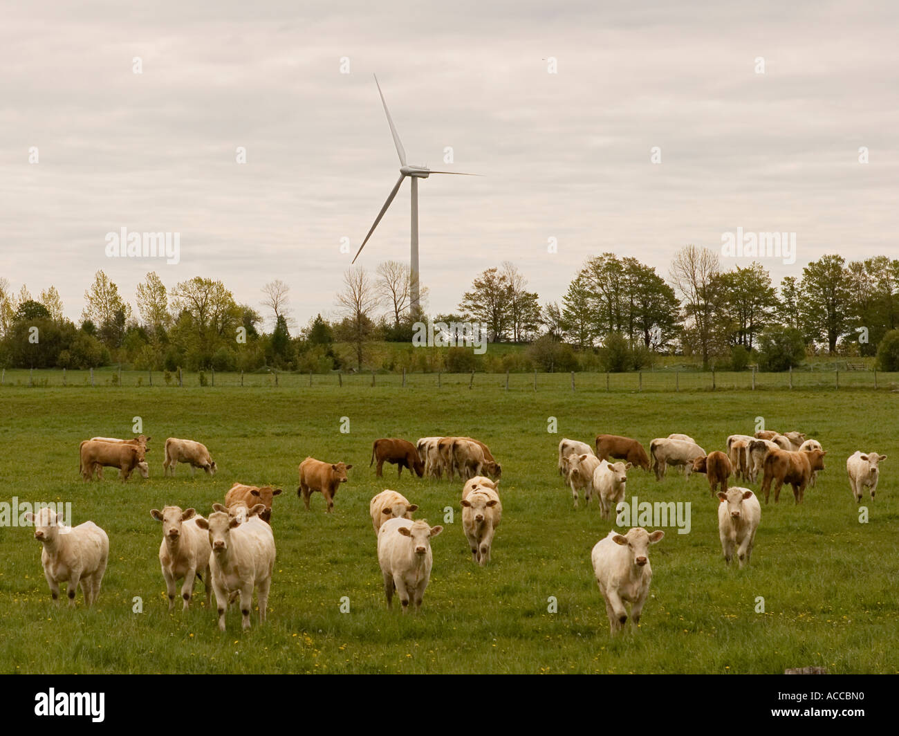 Cows and a windmill hi-res stock photography and images - Alamy
