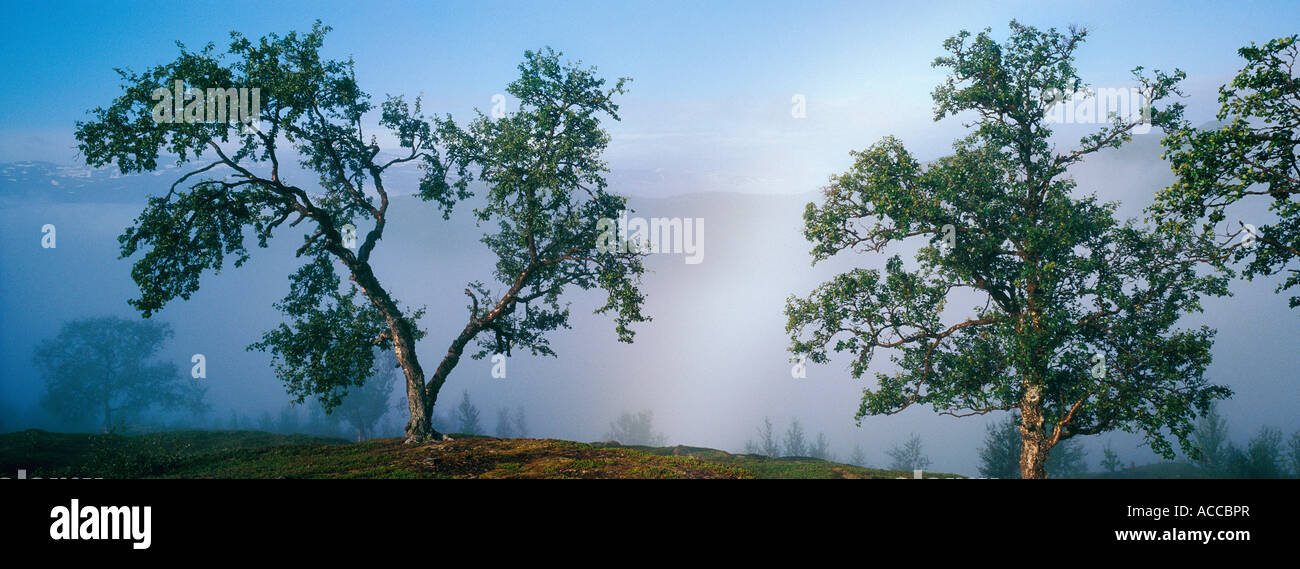 Trees in a foggy landscape Stock Photo - Alamy
