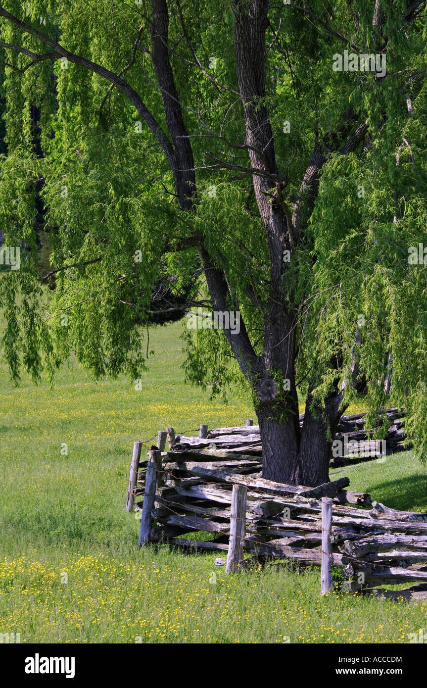 Pastoral Scene with Split Rail Fence Elm Tree and Yellow Flowers in Pasture Tennessee Stock Photo