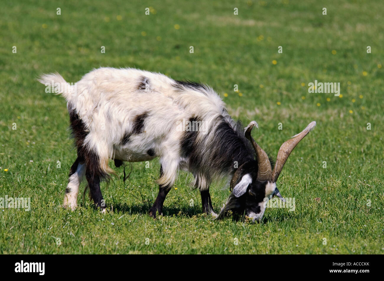 Goat Grazing in Pasture in Tennessee Stock Photo