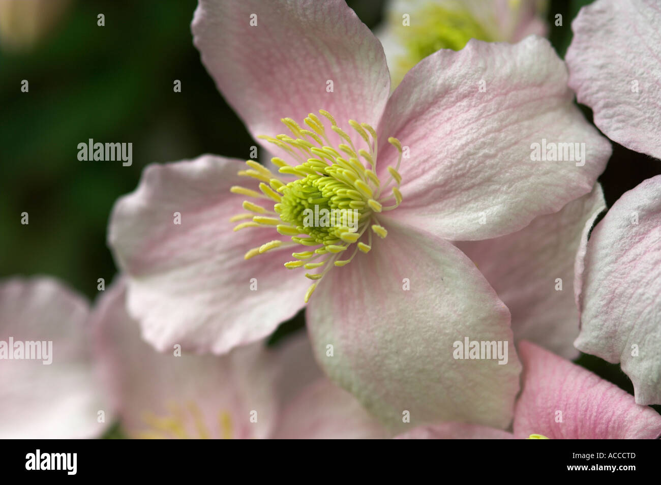 Close up of Clematis montana  flower Stock Photo