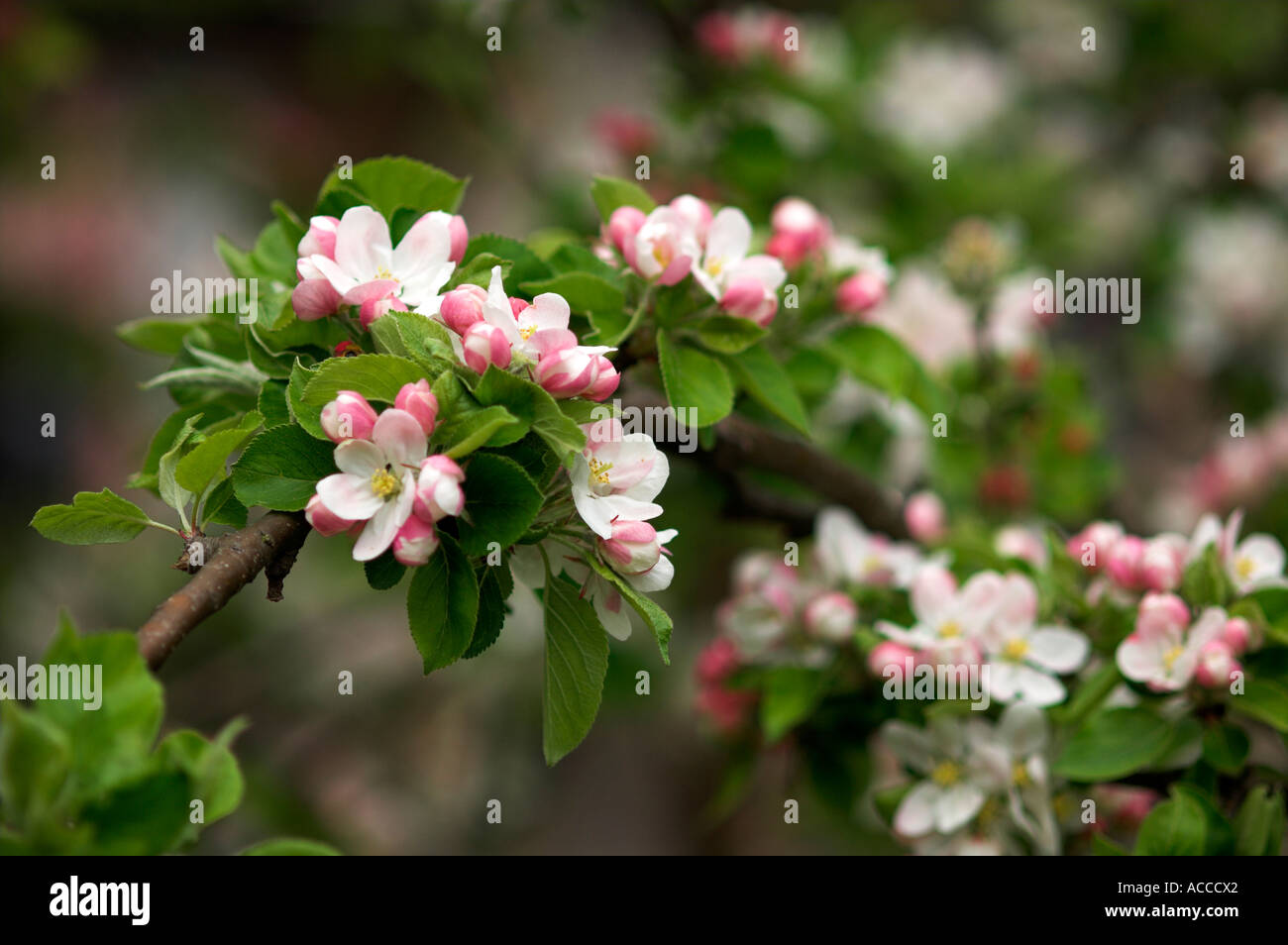 Apple blossoms coming into bloom spring Stock Photo