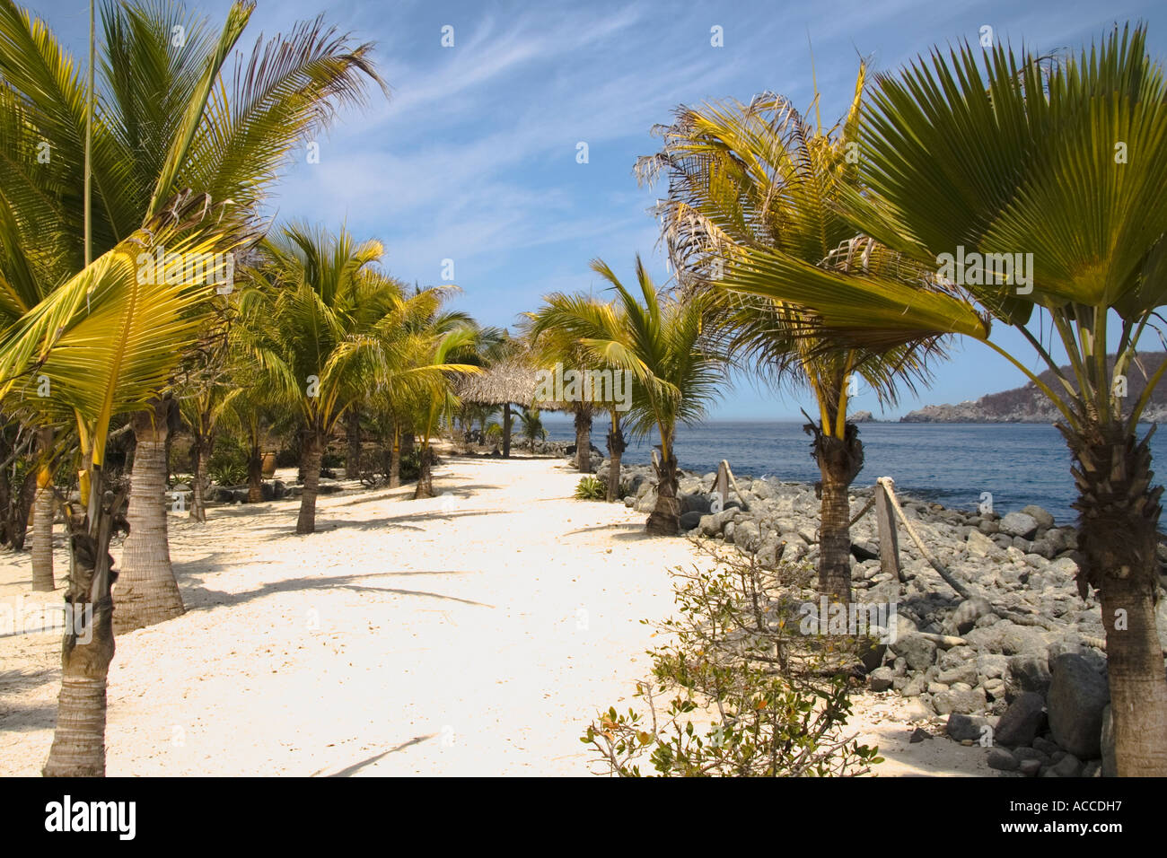 Palm trees at Los Gatos Beach Zihuatanejo Mexico Stock Photo Alamy