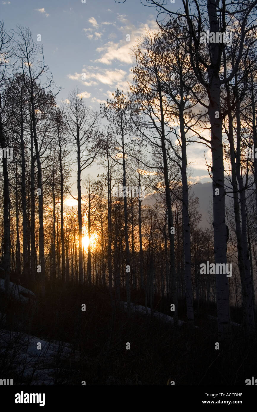 Grove of Quaking Aspen trees in mountains near Heber City Utah in the