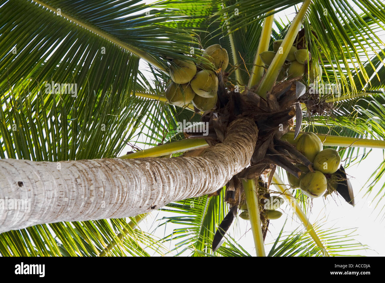 Coconut tree and coconuts at Los Gatos Beach Zihuatanejo Mexico Stock