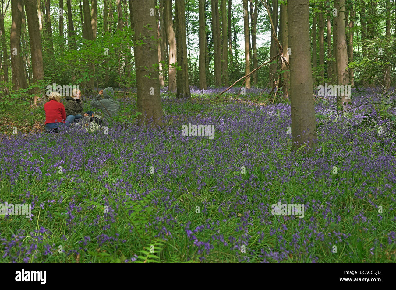 Picnic lunch in bluebell woods Somerset England Stock Photo