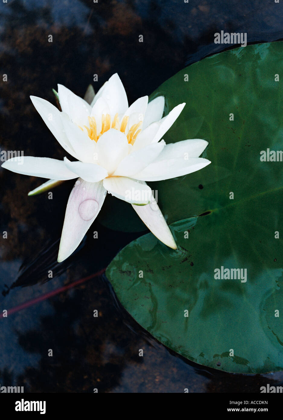 A waterlily closeup Stock Photo Alamy