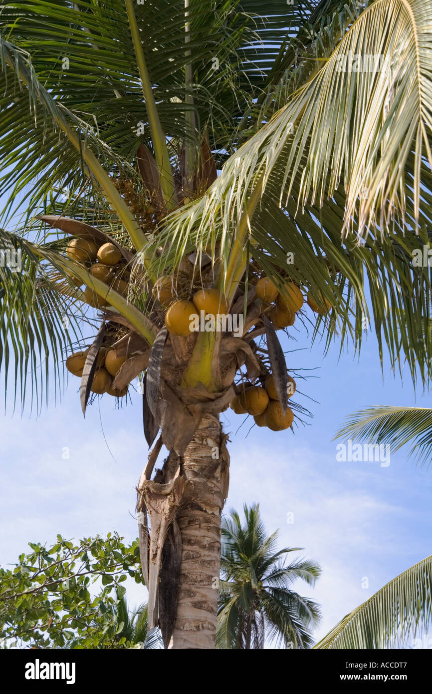 Coconuts in tree on Los Gatos beach Zihuatanejo Mexico Stock Photo Alamy