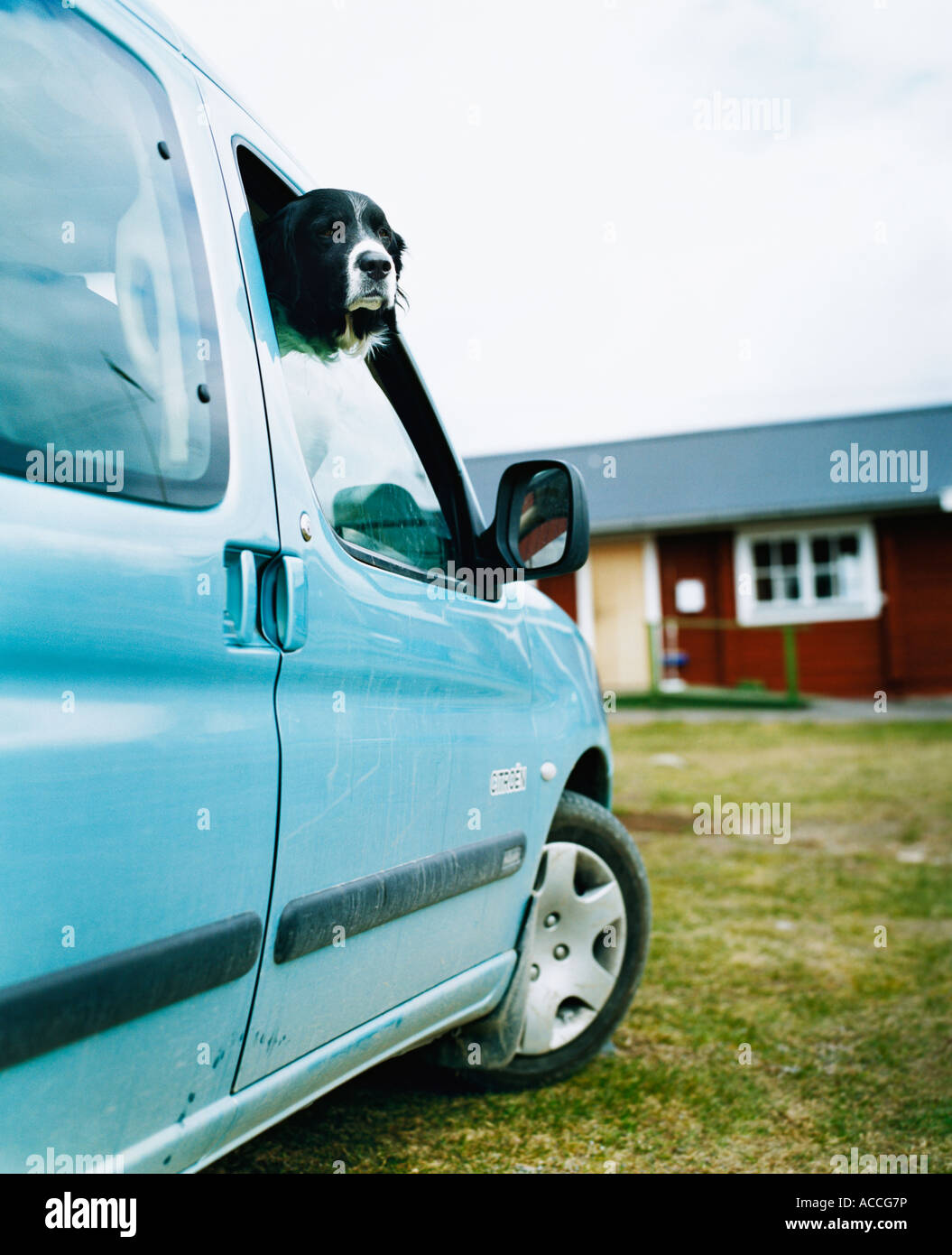 A dog in a car Stock Photo Alamy