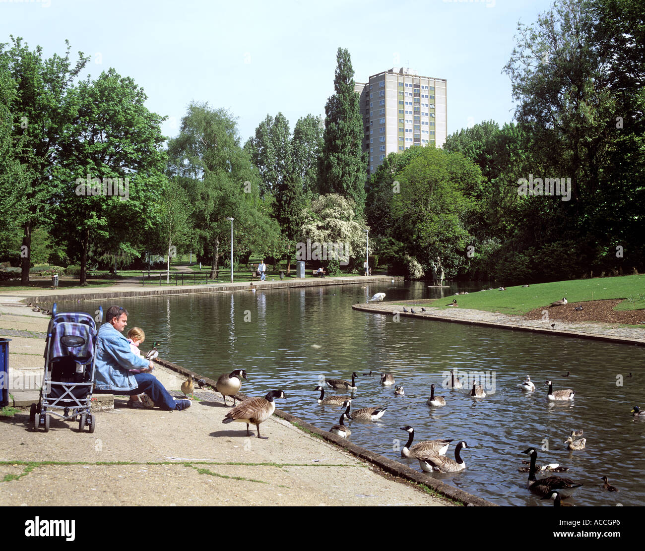 Feeding ducks and geese in the Town Centre Gardens, Stevenage New Town, Hertfordshire. Stock Photo