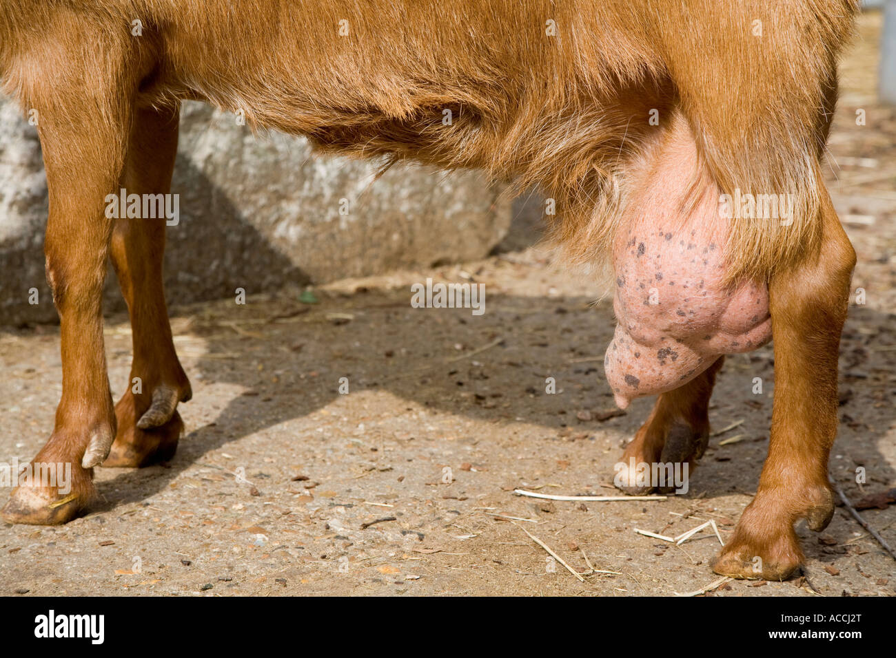 Goat legs and udders Stock Photo - Alamy