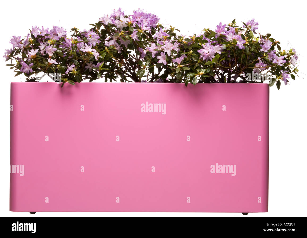 Pink garden planter Stock Photo Alamy