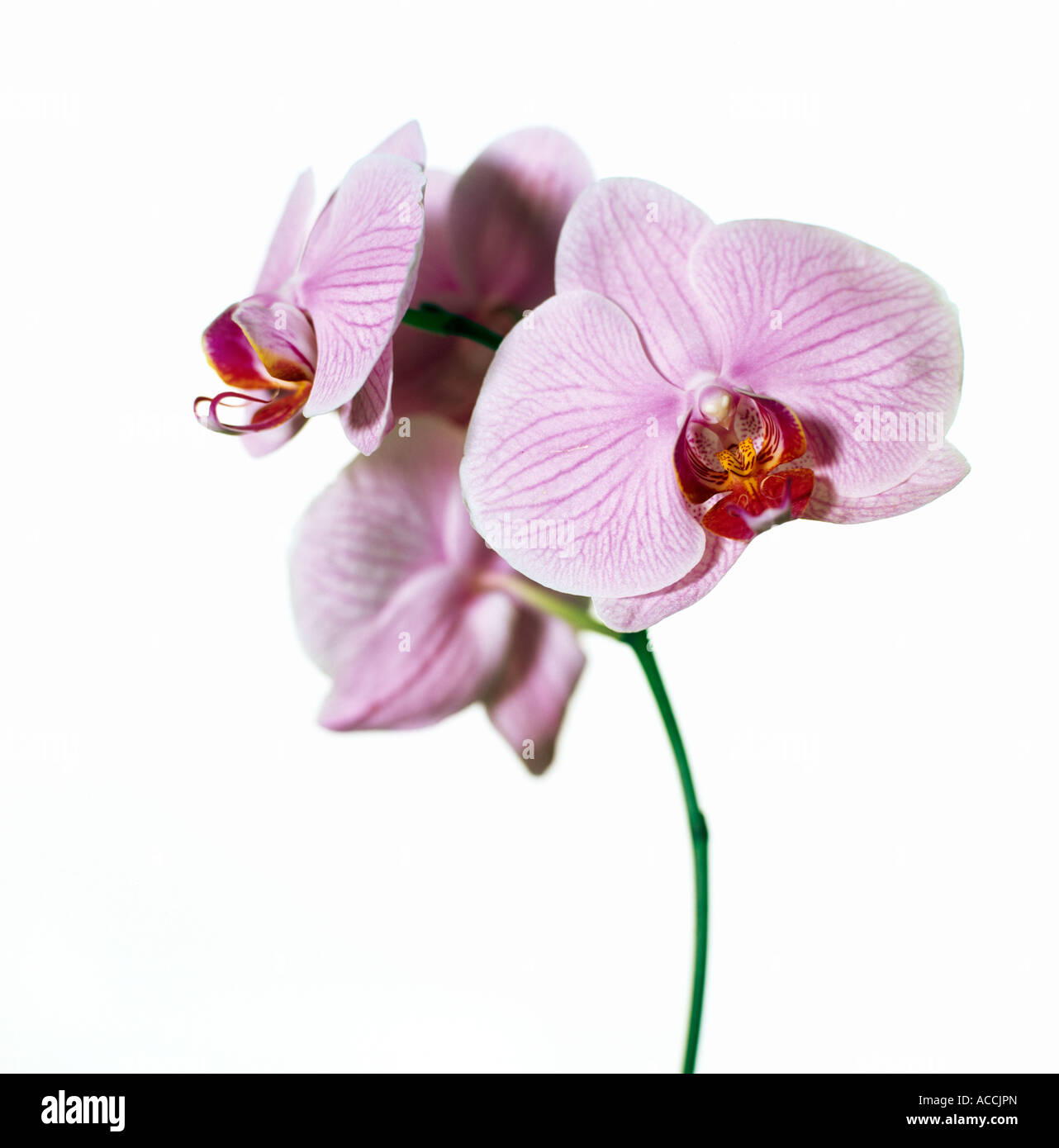 Pink orchid on a white background close-up Stock Photo - Alamy