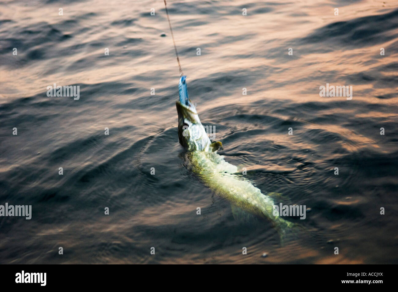 A caught pike. Stock Photo