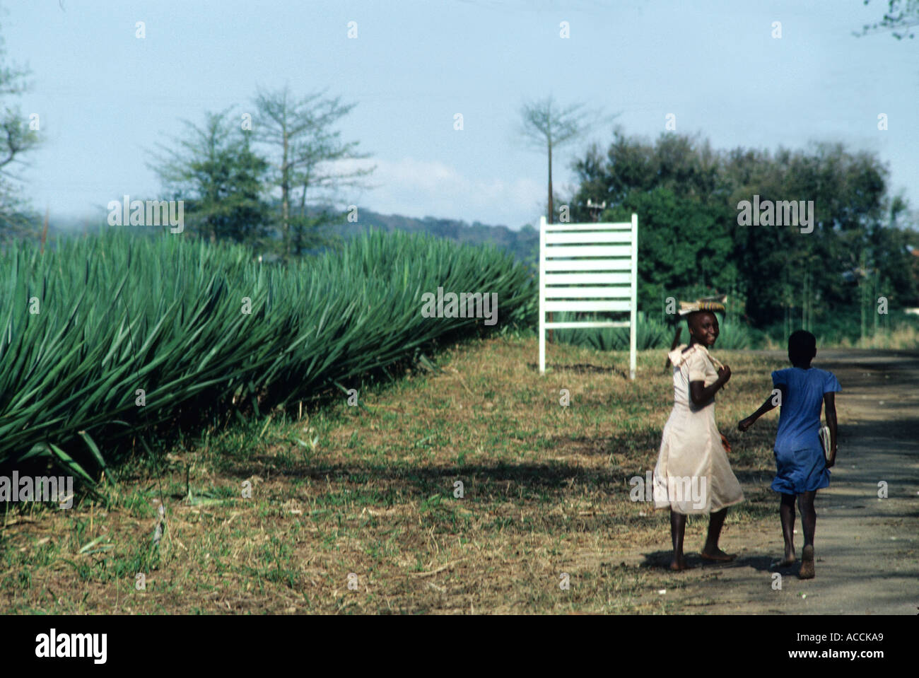A ROAD SIDE SILSA PLANTATION AT KILOSA TANZANIA Stock Photo