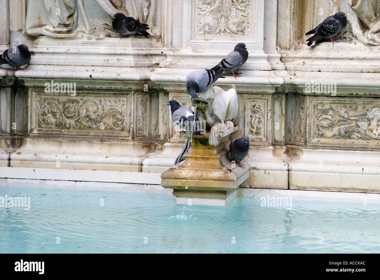 Birds in Trevi Fountain Rome Italy Stock Photo - Alamy