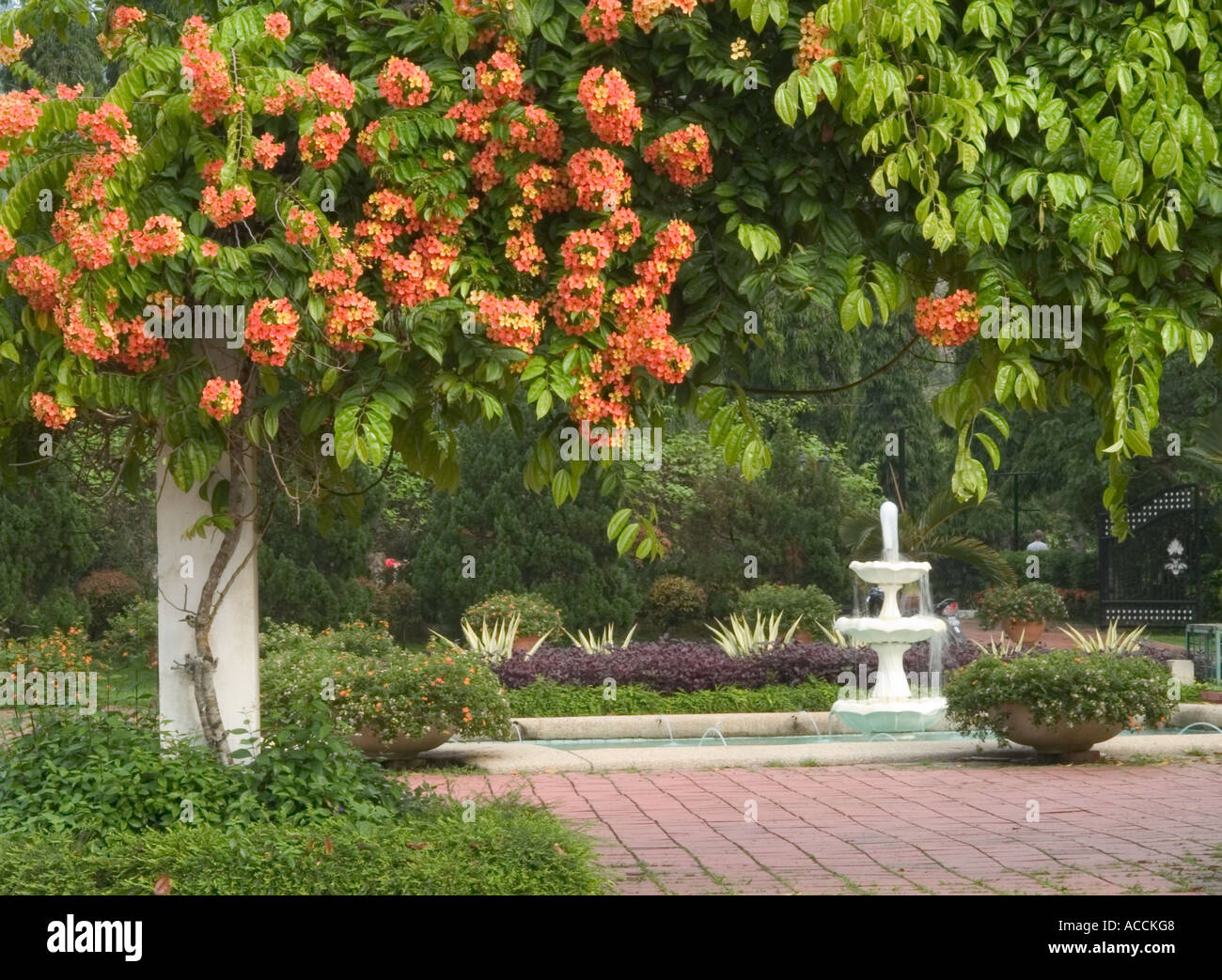 View Of Botanical Gardens Penang Hill Penang Malaysia Stock