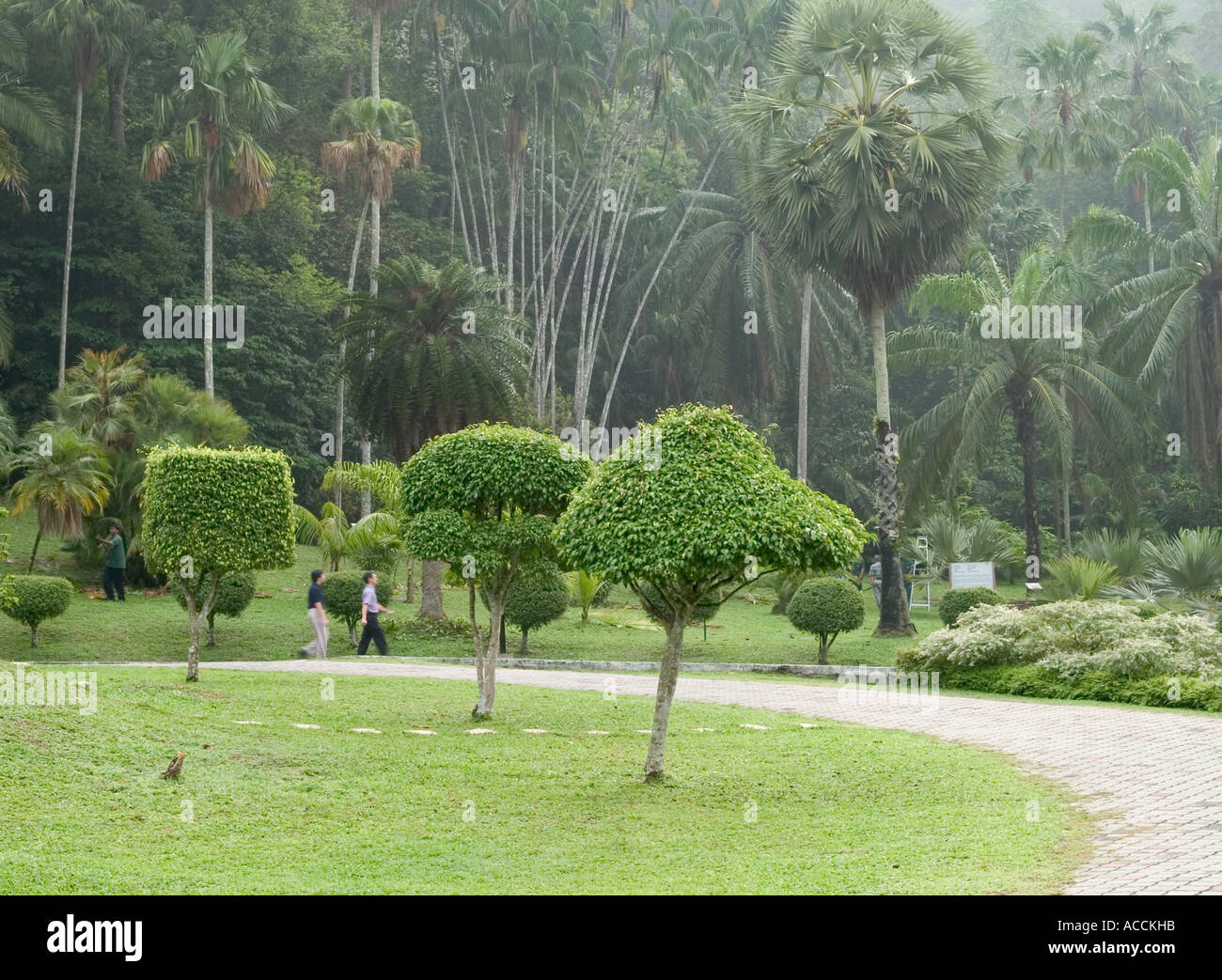VIEW OF BOTANICAL GARDENS, PENANG HILL, , PENANG, MALAYSIA Stock Photo Alamy
