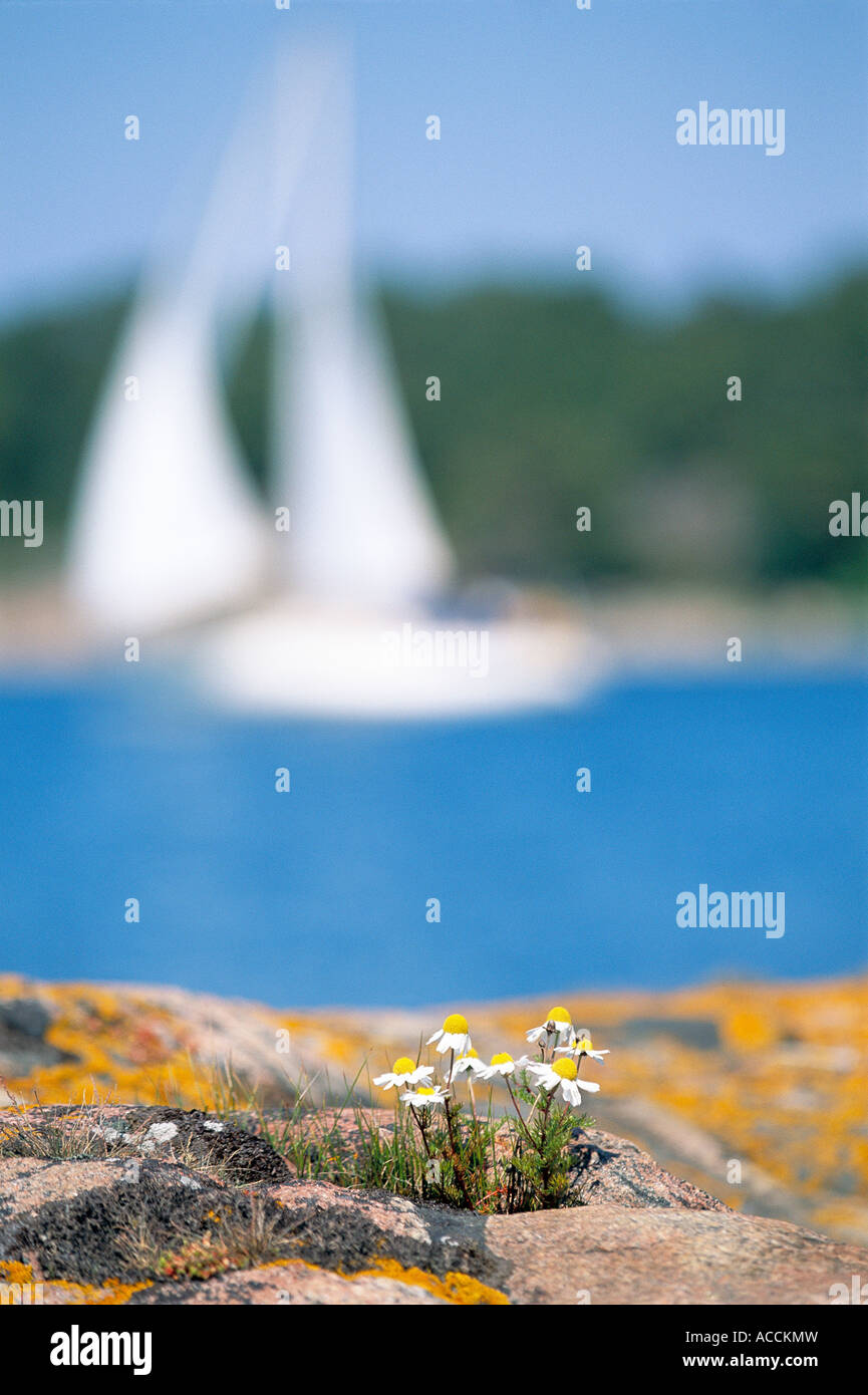 White sailing boat on the sea Stock Photo - Alamy