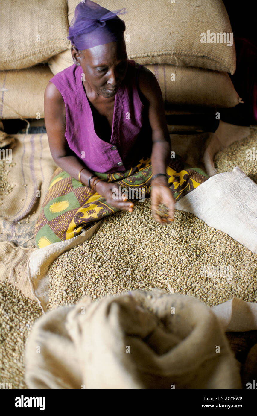 Hand grading green coffee beans, Uganda Stock Photo - Alamy