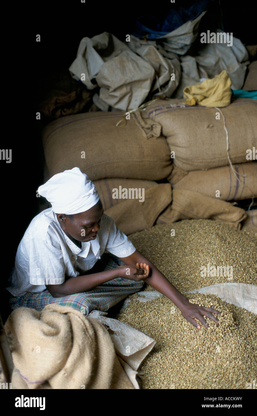 A Ugandan woman hand grading green coffee beans Stock Photo - Alamy