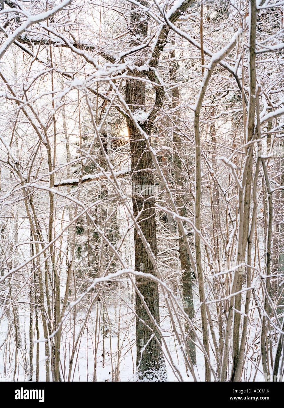Branches on trees covered with snow Stock Photo - Alamy