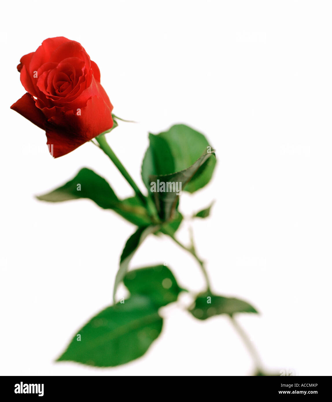 Red rose on a white background. Stock Photo