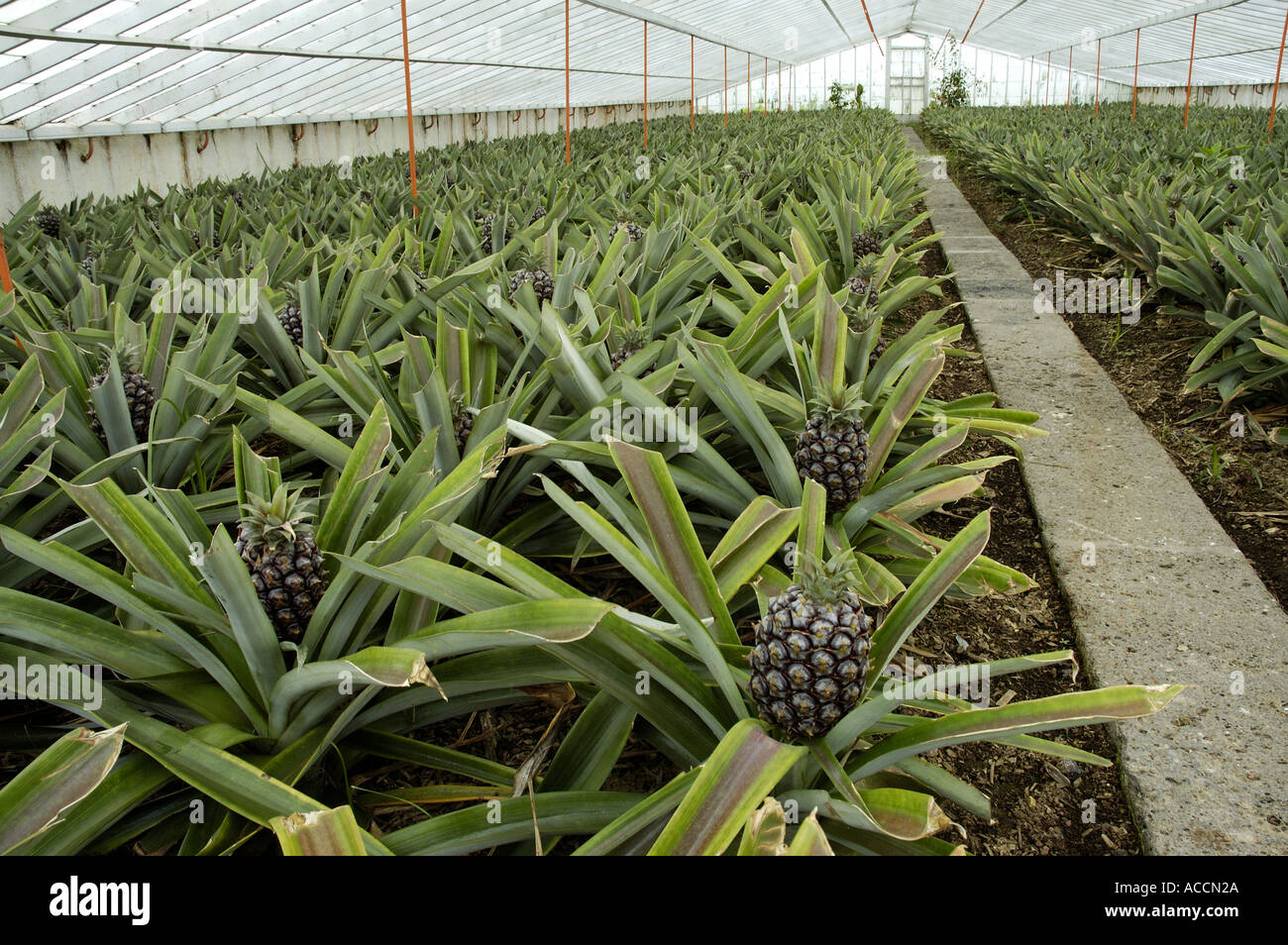 Greenhouse being used to cultivate pineapples on plantation on Sao