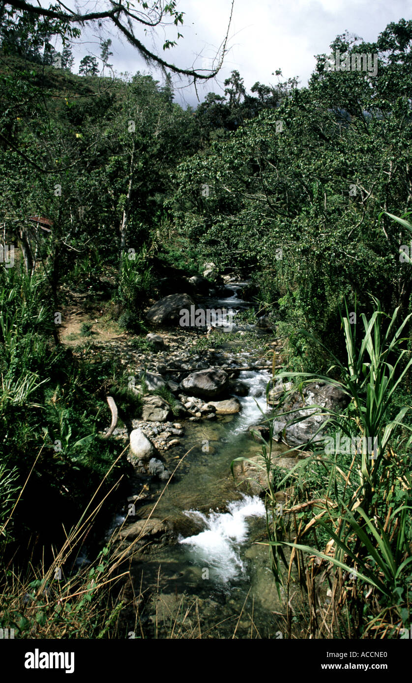 Mule trekking and climbing to Pico Duarte mountain Dominican Alps Dominican Republic Stock Photo