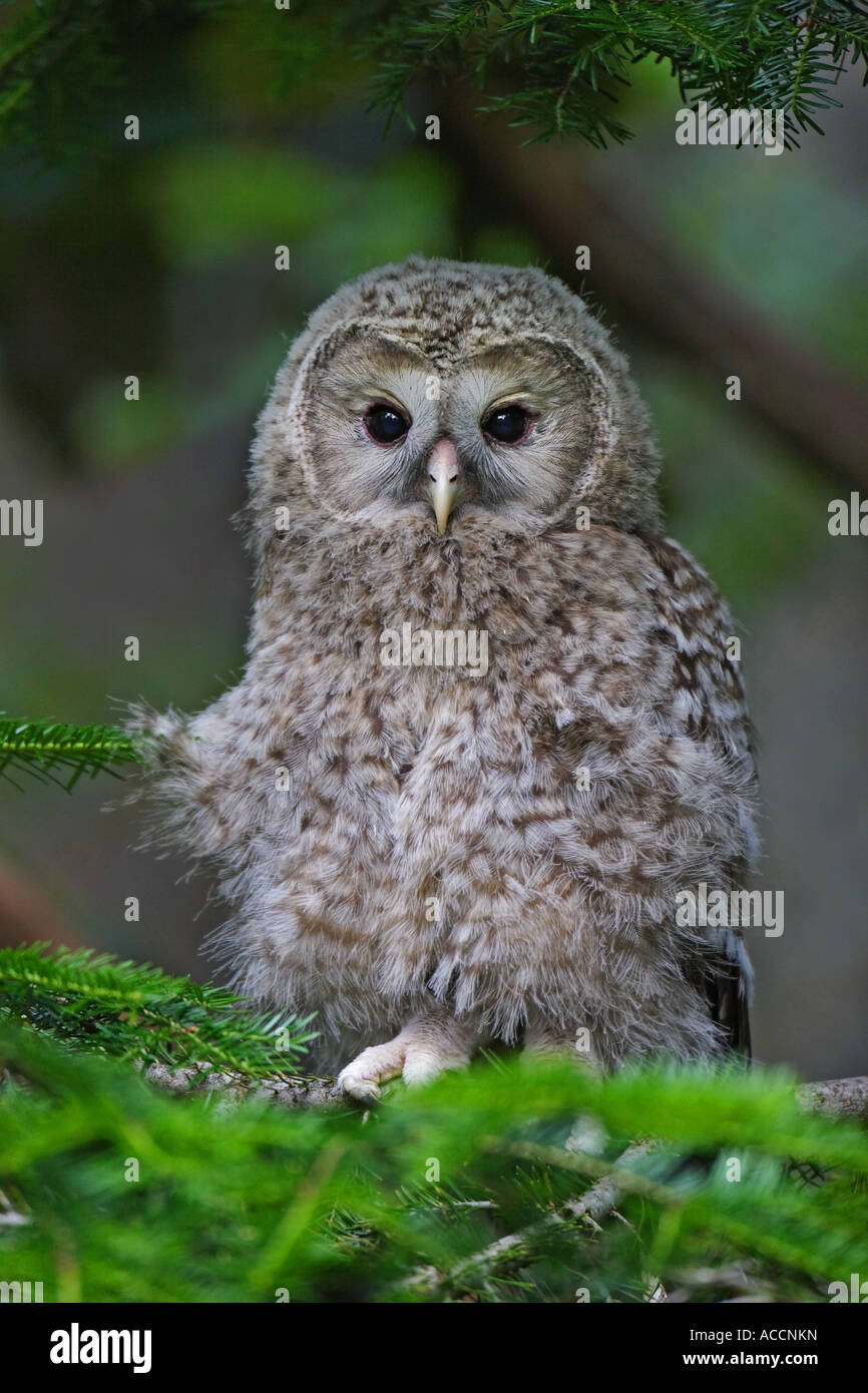 Habichtskauz juv., Strix, uralensis juvenil Stock Photo