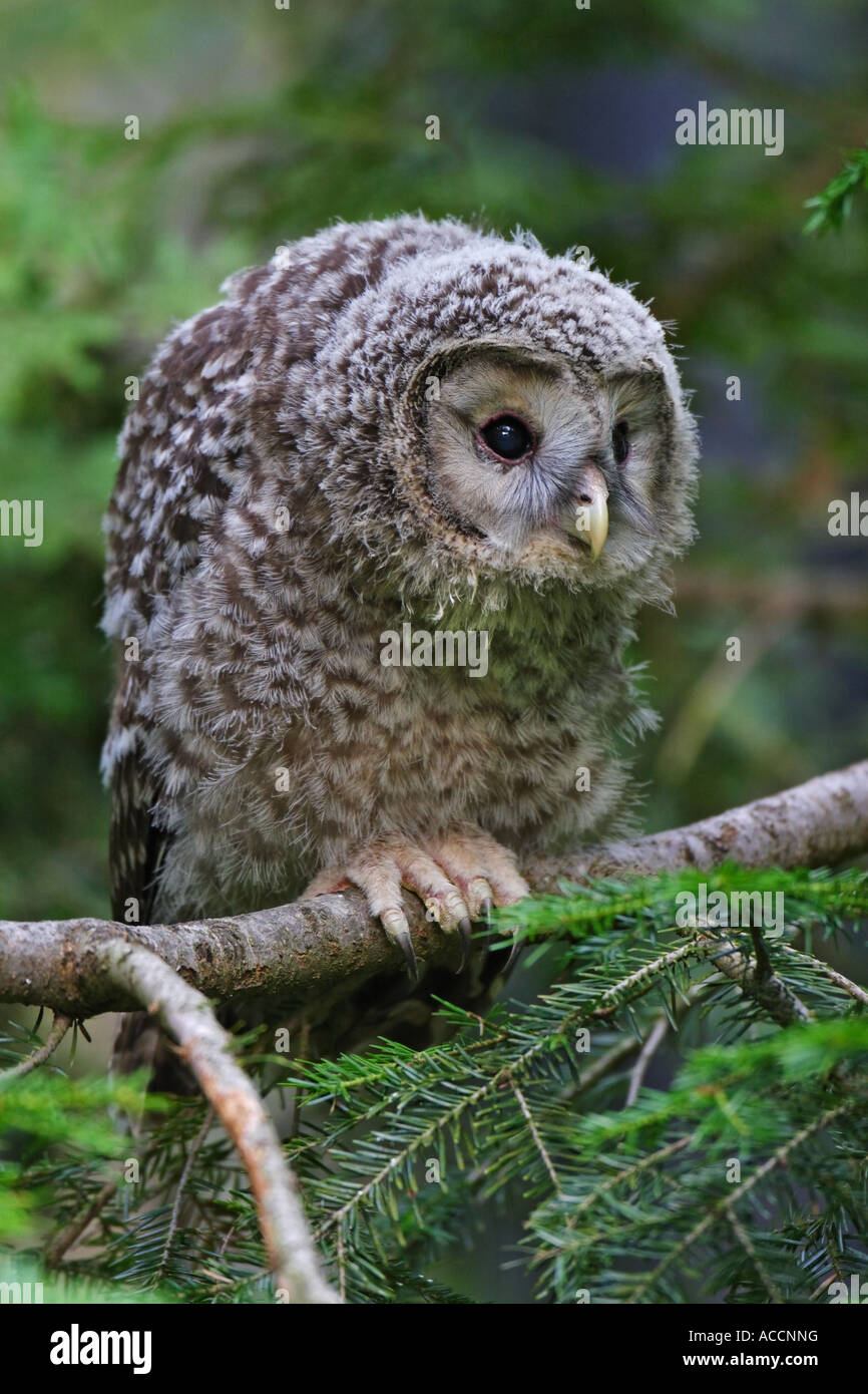 Habichtskauz juv., Strix, uralensis juvenil Stock Photo