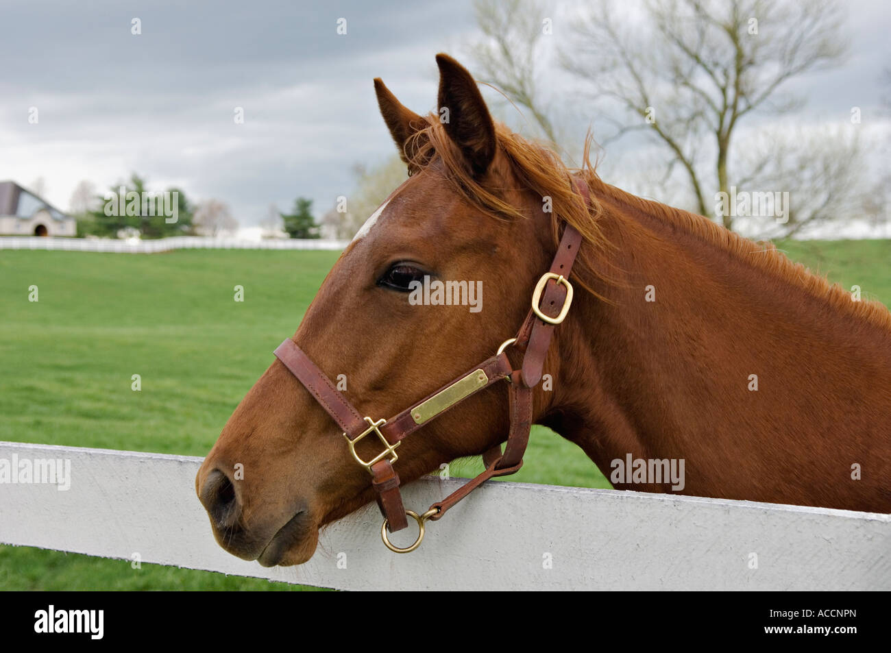 Thoroughbred Horse Looking Over Pasture Fence Donamire Horse Farm Near Lexington Kentucky Stock Photo
