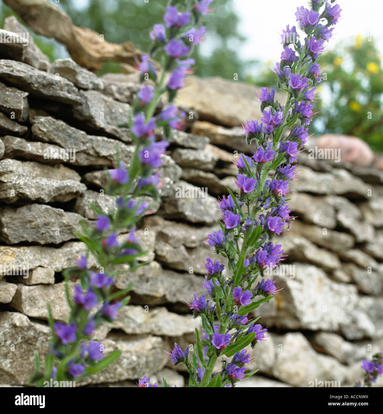 Purple flowers in front of a stone wall Stock Photo - Alamy