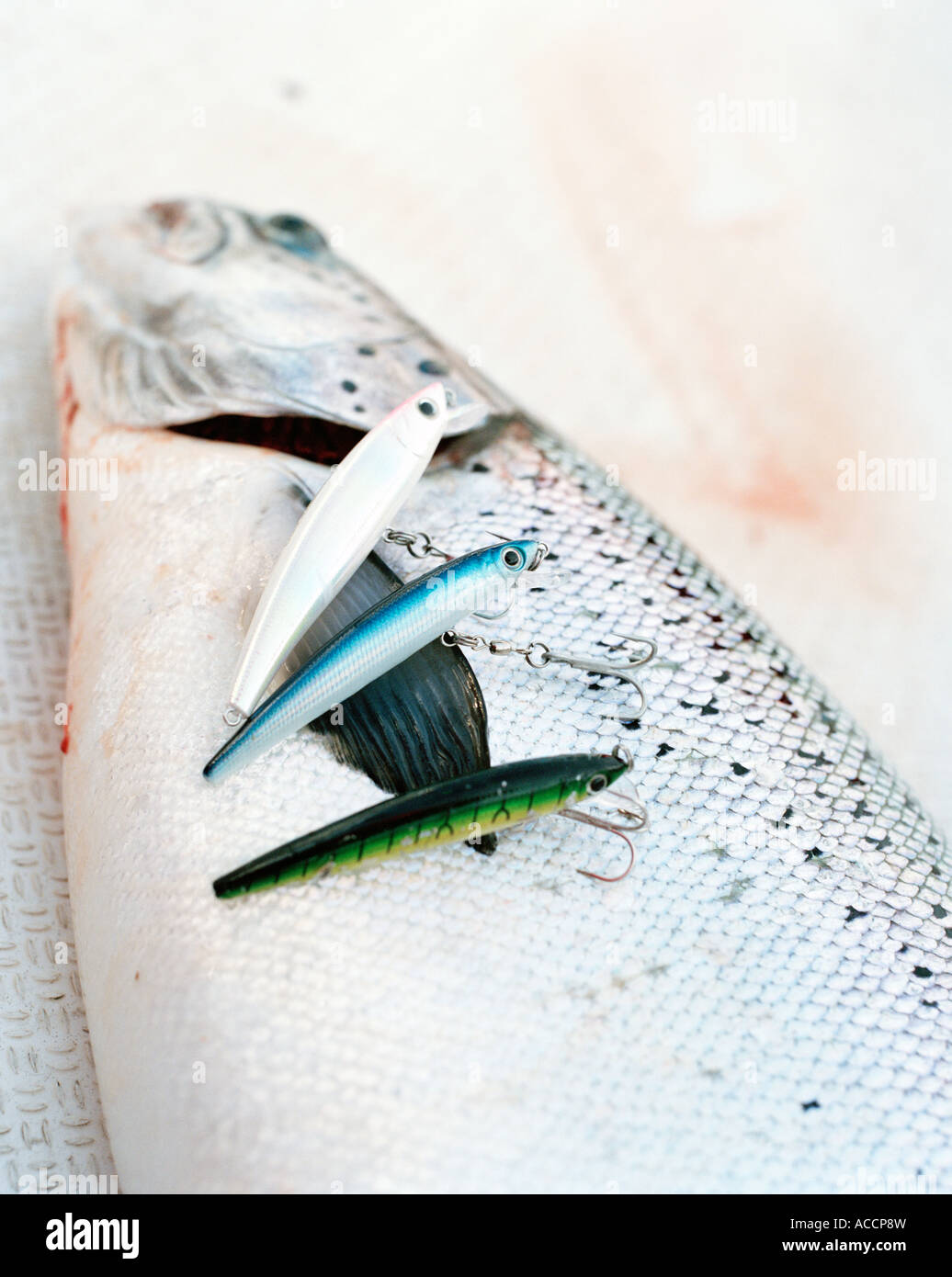 Salmon with three fishing-tackles. Stock Photo