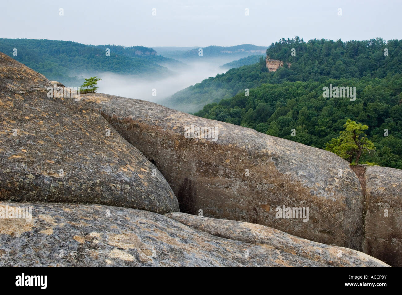 View of Forested Wilderness Area with Morning Mist from Cloud Splitter Red River Gorge Geological Area Kentucky Stock Photo