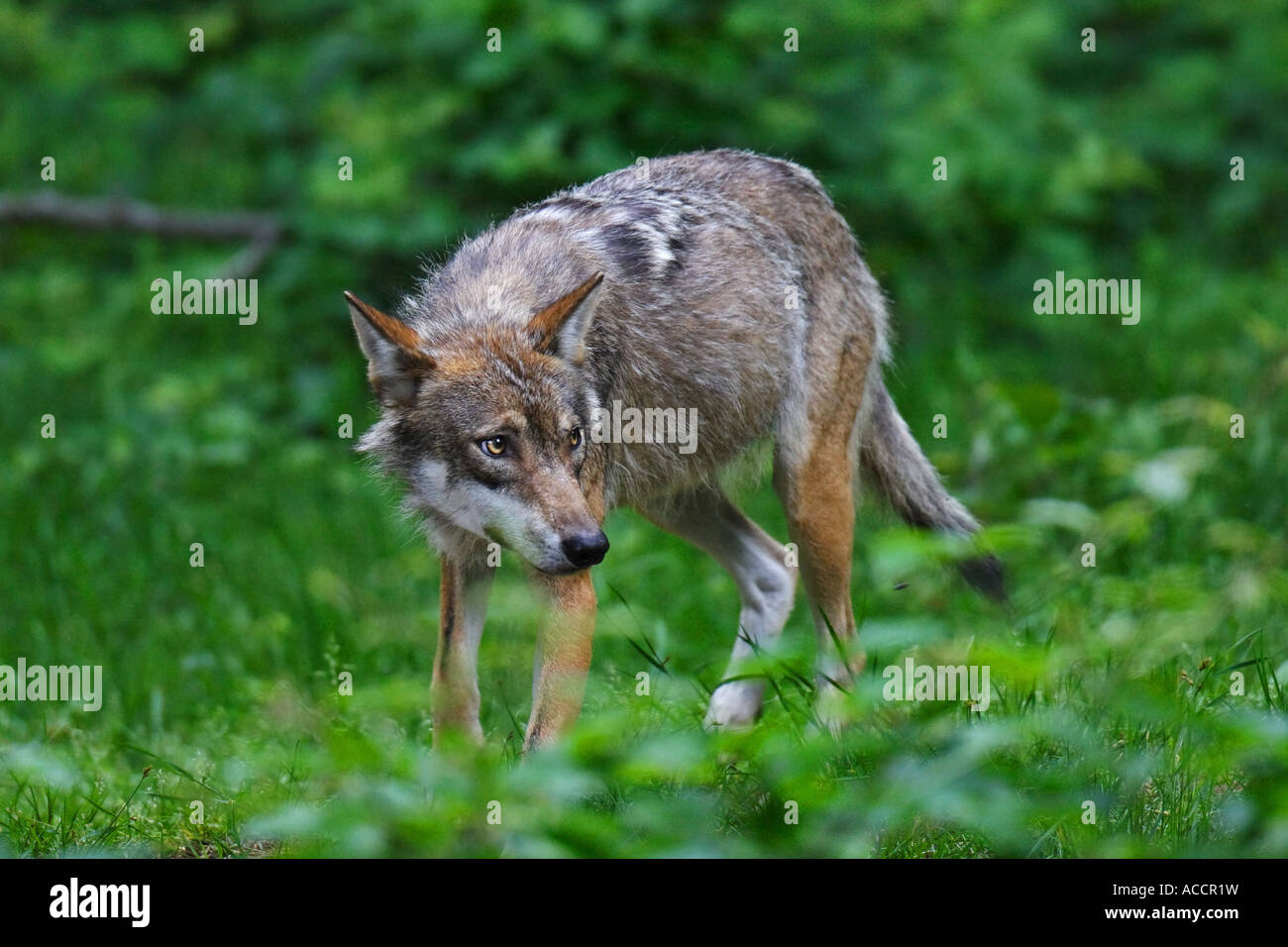 Wolf, Canis lupus Stock Photo