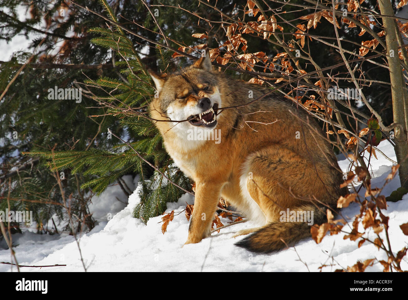 Wolf, Canis lupus Stock Photo