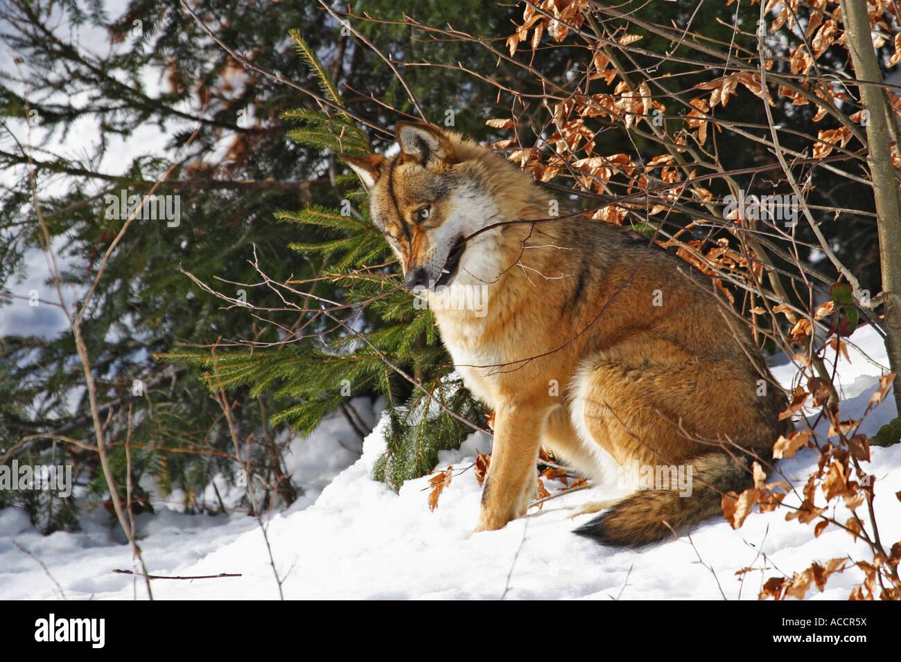 Wolf, Canis lupus Stock Photo