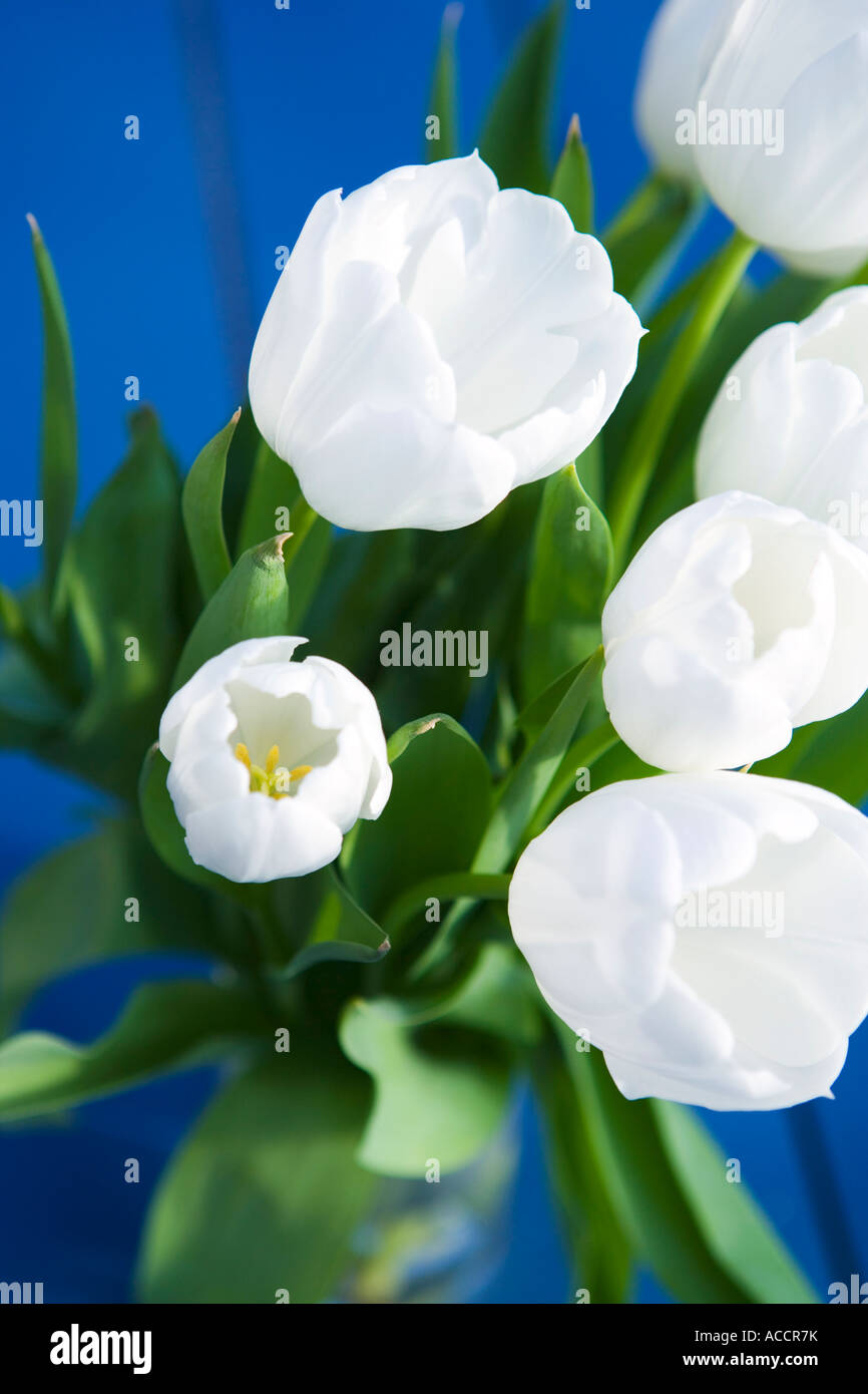 White tulips on a blue background Stock Photo - Alamy