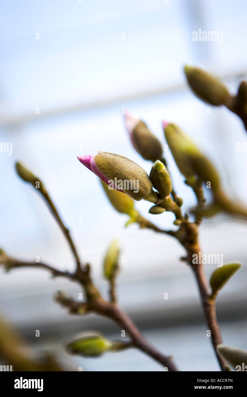 A magnolia bud close-up Stock Photo - Alamy
