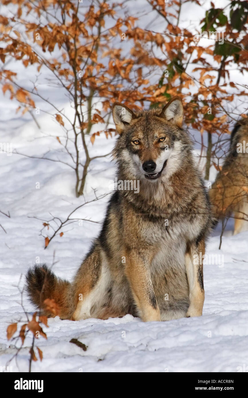 Wolf, Canis lupus Stock Photo