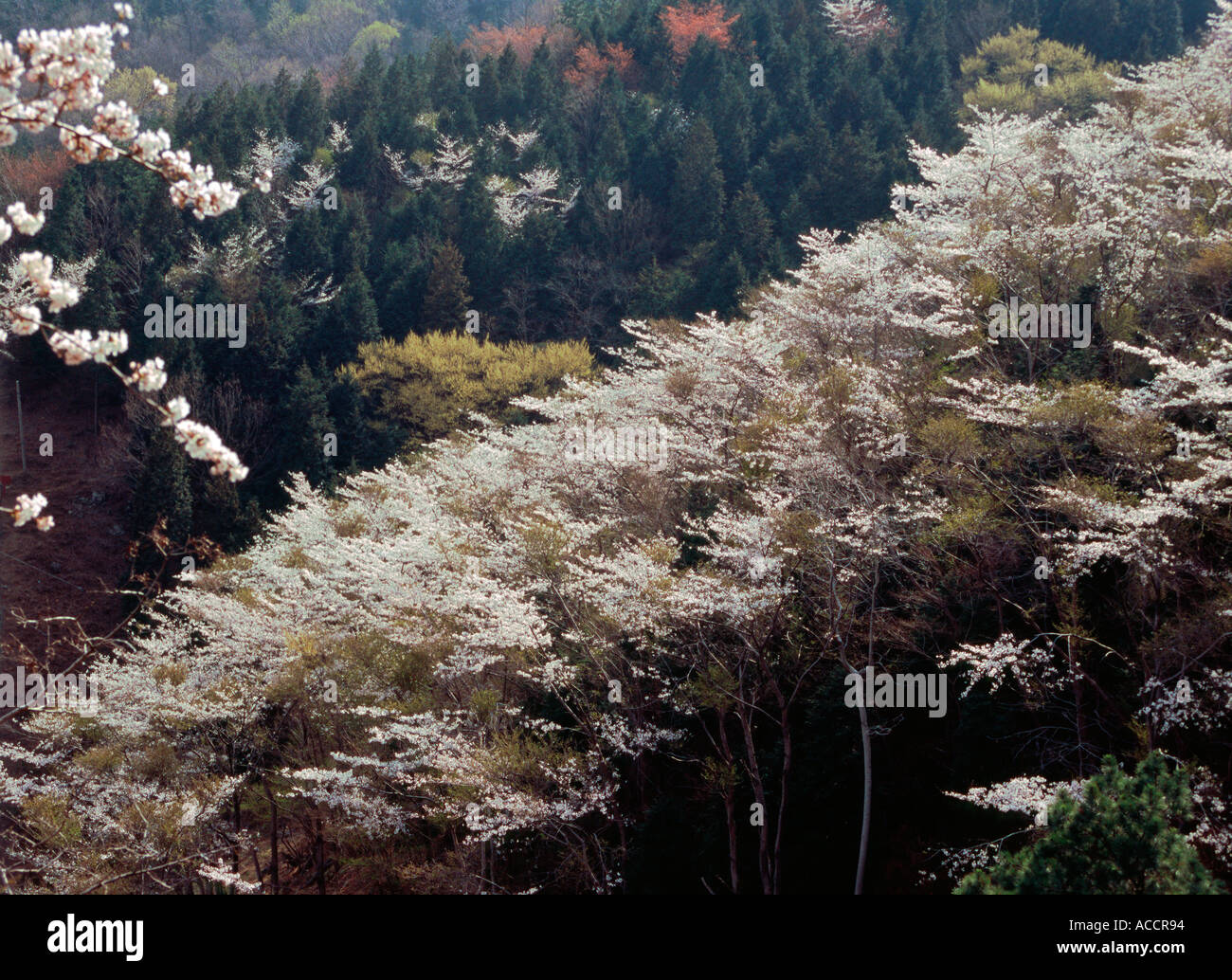 Cherry Blossom at Chinhae South Korea Stock Photo - Alamy