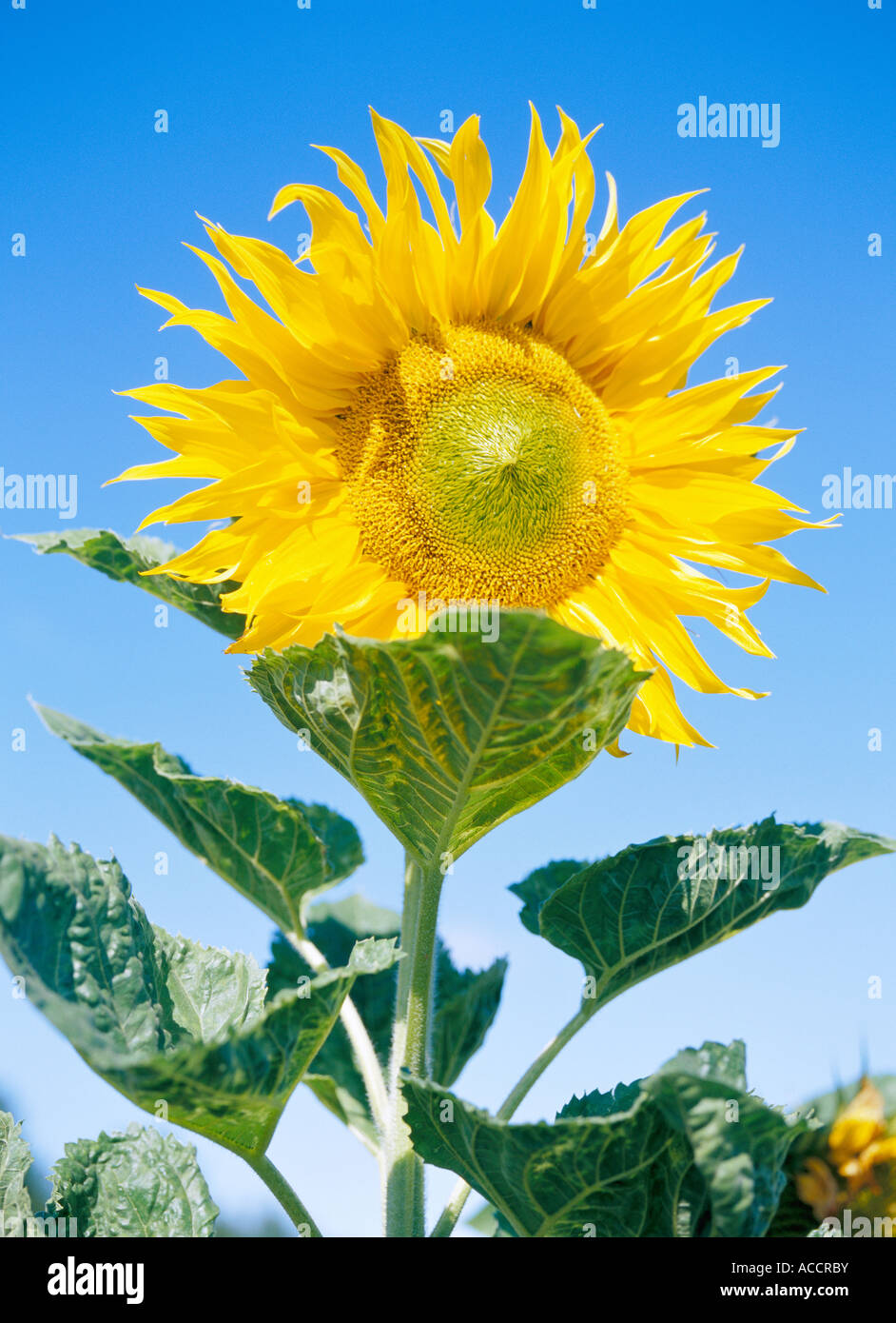 Close up of single sunflower hi-res stock photography and images - Alamy