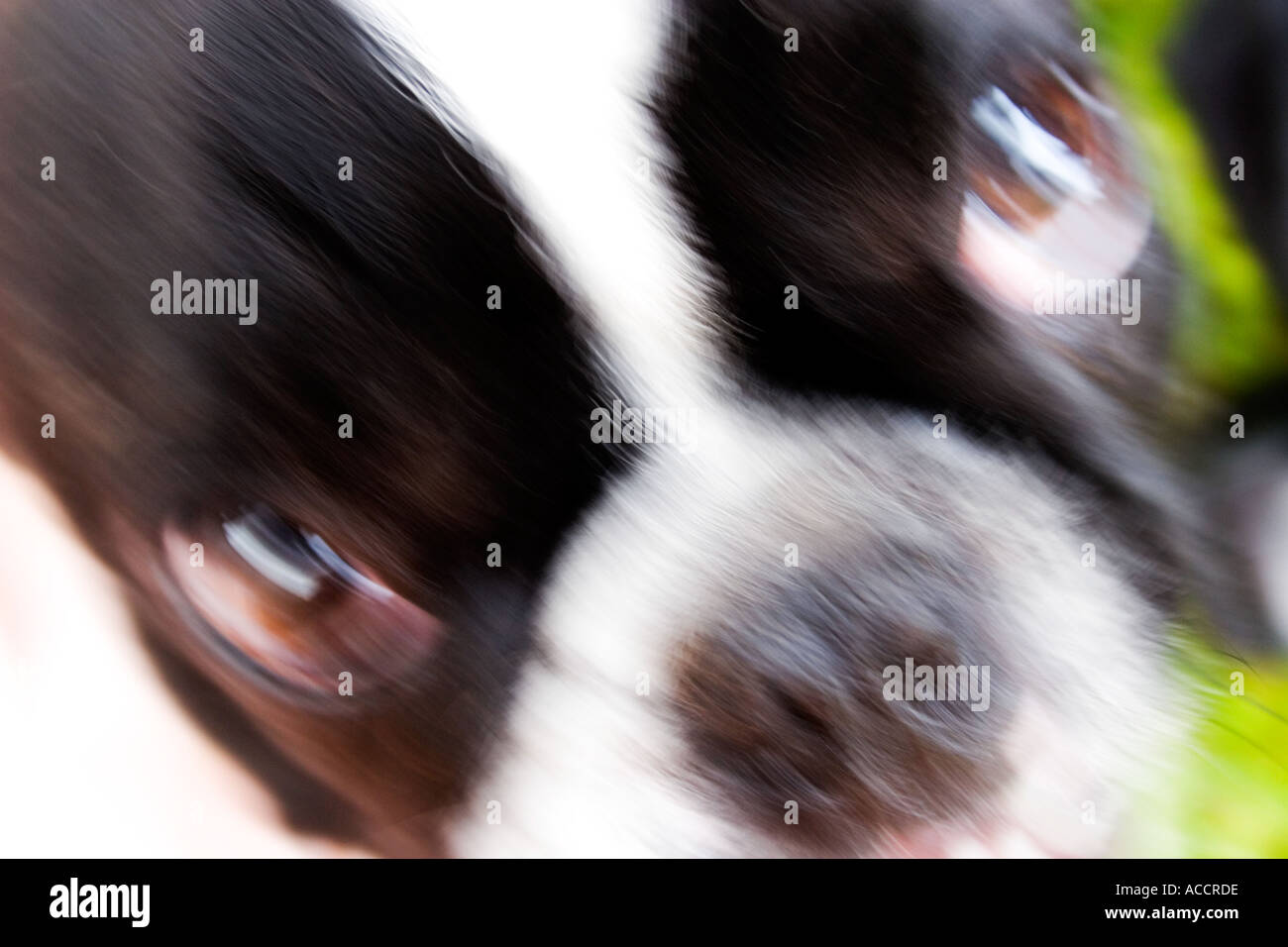 Close up of an angry French Bulldog looking up Stock Photo