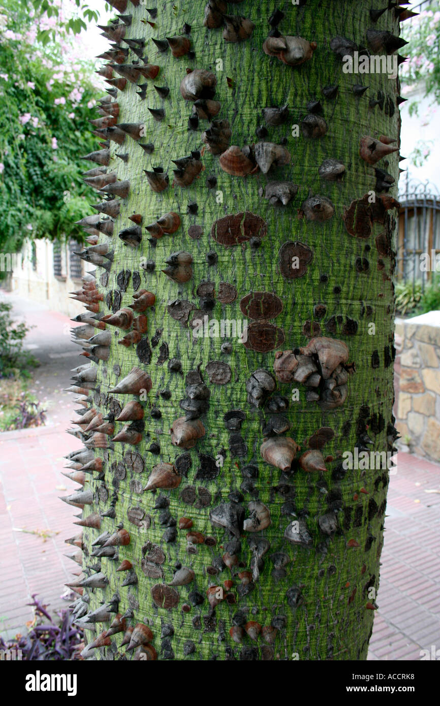 Close Up Of Trunk Of Floss Silk Tree Ceiba Speciosa Showing Stock Photo Alamy Close Up Of Trunk Of Floss Silk Tree Ceiba Speciosa Showing Stock Photo Alamy