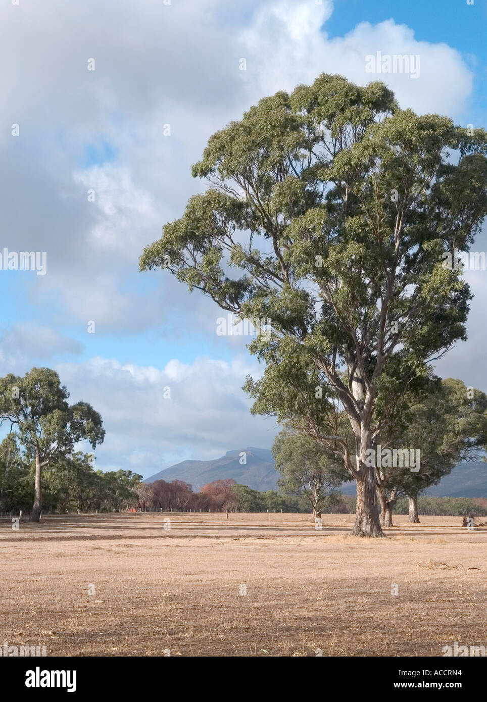 FARM LAND OUTSIDE MOUNT WILLIAM RANGE, HALLS GAP, THE GRAMPIANS NATIONAL PARK, VICTORIA
