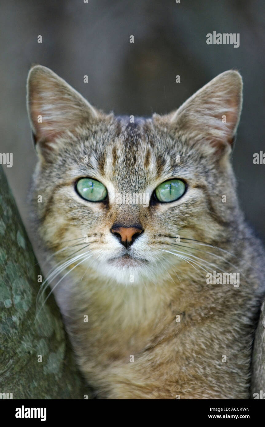 Portrait of Gray Tabby Cat Stock Photo - Alamy
